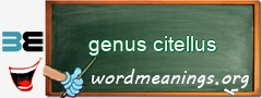 WordMeaning blackboard for genus citellus